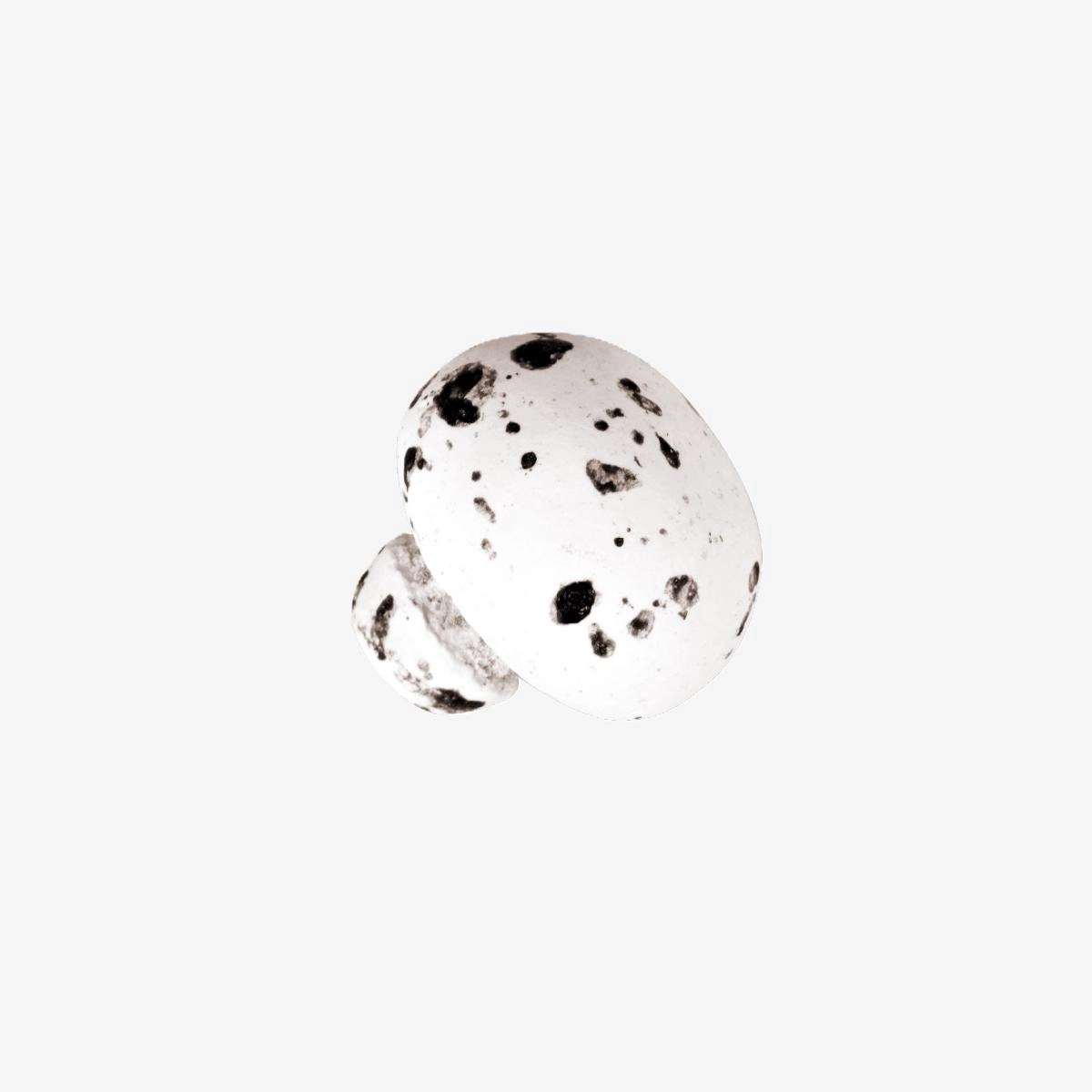 Beyaz Üzeri Siyah Benekli Sütlü Mantar Drj  2,5Kg.